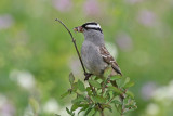 White-crowned Sparrow