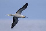 Red-footed Booby