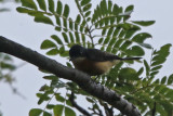 Vanikoro Broadbill