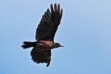 Lewiss Woodpecker