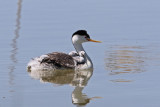 Clarks Grebes