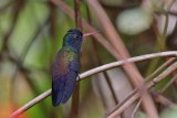 White-chinned Sapphire