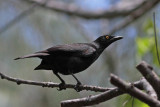 Micronesian Starling (Cocos Island)