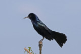 Boat-tailed Grackle