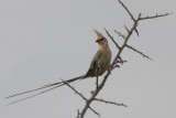 Blue-naped Mousebird