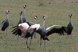 Grey Crowned  Cranes