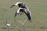 Grey Crowned  Cranes