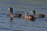 Pied-billed Grebe with Coots