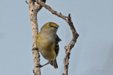 White-eyed Vireo