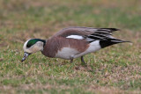 American Wigeon  (Storm)