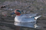 Eurasian Green-winged Teal (Common Teal)