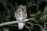 Northern Saw-whet Owl