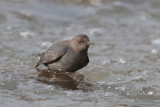 American Dipper