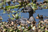 Pied-billed Grebe