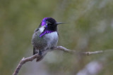 Costas Hummingbird