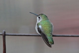 Costas Hummingbird