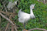 Snowy Egrets