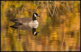 Canada Goose on Golden Pond