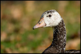 Canada Goose Hybrid Profile