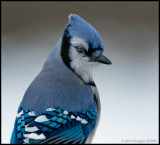 Blue Jay Portrait