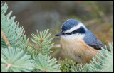 Red-breasted Nuthatch