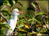 Cattle Egret