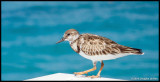 Ruddy Turnstone