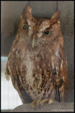 Eastern Screech Owl - Red Morph