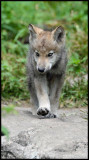 Timber Wolf Cub: SERIES