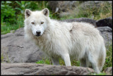 Arctic Wolf 