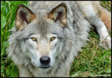 Timber Wolf  