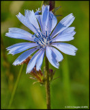 Chicory  