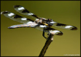 Twelve-spotted Skimmer