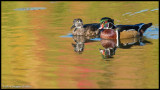 Wood Ducks (Male and Female)