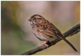 White-throated Sparrow (Immature)