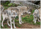 Timber Wolves  
