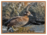 Harlequin Duck (F)