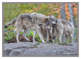 Timber Wolves  