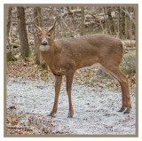 White-tailed Deer (Male- Young Six-point Buck): SERIES