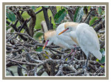 Cattle Egrets: Nest Building
