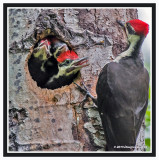 Pileated Woodpecker (M) with Young
