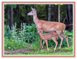 White-tailed Deer (Doe and Fawn): SERIES of Three Images