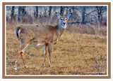 White-tailed Deer (F)