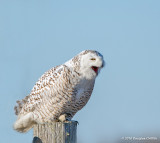 Snowy Owl (Female/Juvenile)