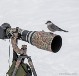 Gray Jay on a Canon 600mm Lens