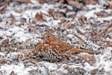 Perfect Camouflage: Fox Sparrow in Snow