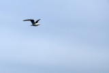 ...accompagn par une mouette /  ..accompanid by a sea gull