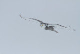 Rapaces et Strigidés