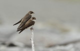 Hirondelles de Rivage - Bank Swallows