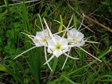Spider Lilies